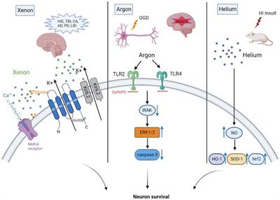 Noble gas and neuroprotection: From bench to bedside